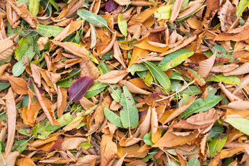 Follaje otoñal, variedad de colores formas y texturas