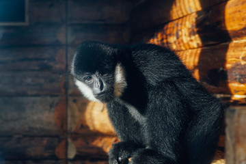 Wild monkey in captivity in zoo cage