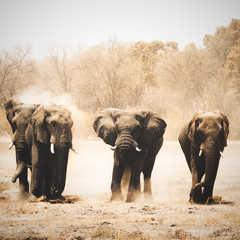 A group of Bull elephants enjoy a dust bath in Khwai Botswana.