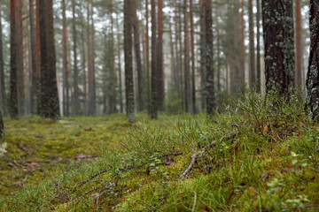 Fototapeta premium Cold forest