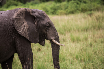 Naklejka na ściany i meble A large African elephant has refreshed itself in a puddle. Wet wrinkled skin Close up