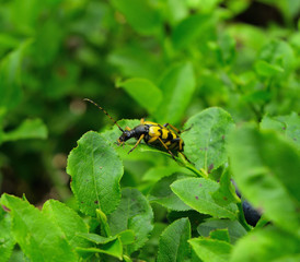 yellow-black beetle on a blueberry bush