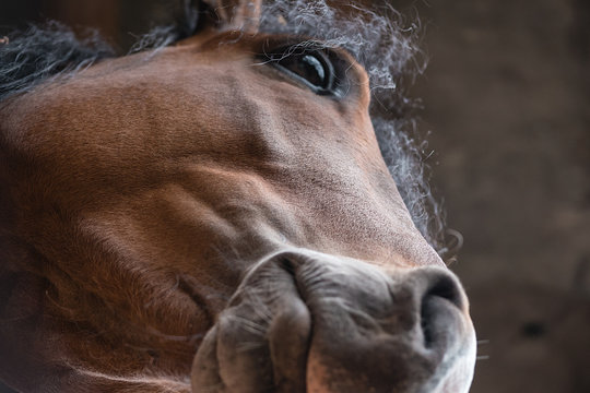 cara caballo 1