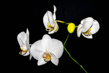 White Orchid Flowers on a Black Background