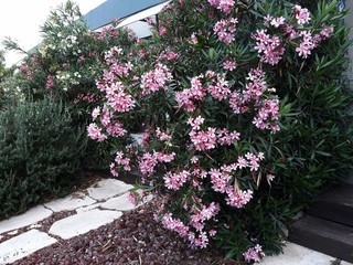 Flowers and leaves of Nerium Oleander shrub.  Nerium Oleander is a shrub or small tree in the...