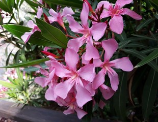 Flowers and leaves of Nerium Oleander shrub.  Nerium Oleander is a shrub or small tree in the...