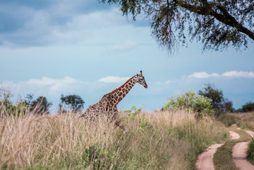 Fototapeta premium A beautiful giraffe runs across a road in the African Savannah against the blue sky and and yellow tall grass