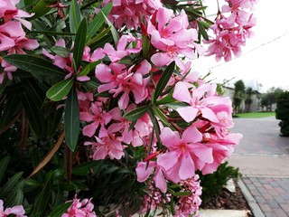 Flowers and leaves of Nerium Oleander shrub.  Nerium Oleander is a shrub or small tree in the...