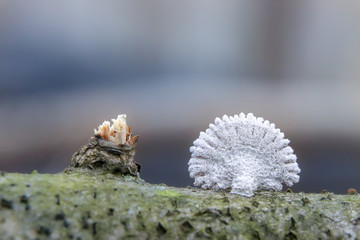 Split gills (Schizophyllum commune) mushroom growing on a tree branch