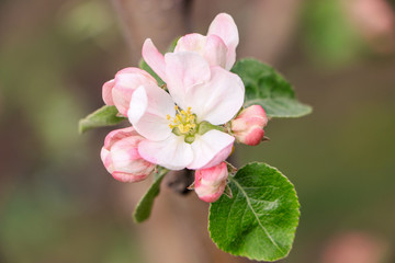 Pink apple tree flower close-up.