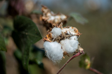 Cotton farm field, Close up of cotton balls and flowers.