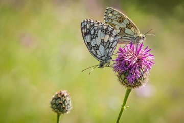 A couple of marbled white butterflies mating on purple knapweed flower on a summer sunny day. Blurry green, pink and yellow background.