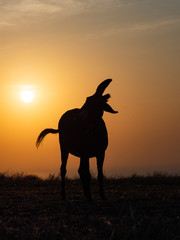 a silhouette of a donkey