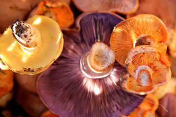 closeup of fresh mushrooms