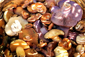 mushrooms