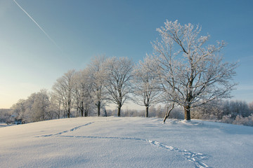 Fototapeta na wymiar Winter landscape. Snowy trees on white meadow in morning sunlight. footptints track in the snow, Scenic frosty nature in ,Latvia