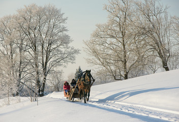 brown horse pulling sleigh, winter wounderland landscape - 311238983