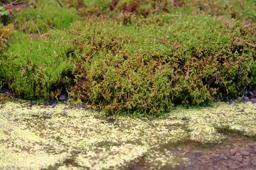 Bright textured surface of multi-colored natural moss