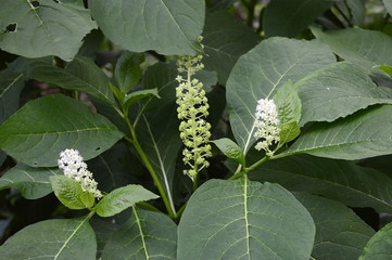 Closeup Phytolacca americana known as pokeweed  with blurred background in garden