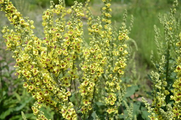 Closeup  Verbascum nigrum known as black mullein with blurred background in summer garden
