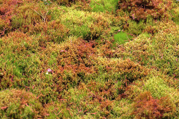 Bright textured surface of multi-colored natural moss