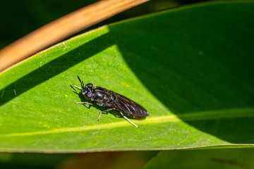 Black soldier fly (Hermetia illucens) resting on a green leaf, Entebbe, Uganda, East Africa