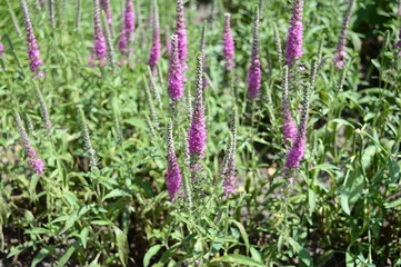 Closeup Veronica longifolia Eveline known as garden speedwell Eveline with blurred background in summer garden
