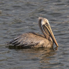 Brown Pelican at Shrimp Boat Lane