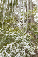 stalactites with snow-covered firs in background in a forest