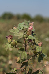 Cotton farm field, Close up of cotton balls and flowers.