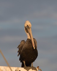 Brown Pelican at Shrimp Boat Lane