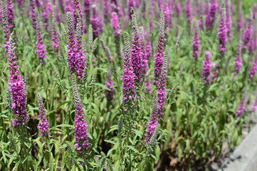 Closeup Veronica longifolia Eveline known as garden speedwell Eveline with blurred background in summer garden