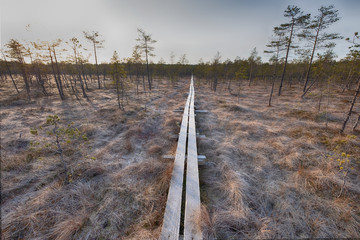 Wooden path in the national park of the Lammin Suo swamp in the Leningrad region in autumn in November.  The first frost on the grass