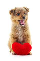 Dog with heart.