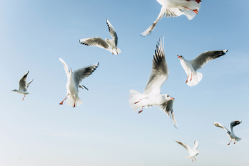 A group of seagulls is flying against the blue sky.