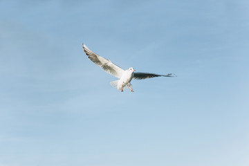 One seagull flies against a blue sky.
