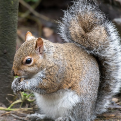 Close Up Grey Squirrel Eating a nut