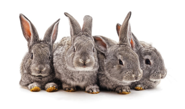 Four small rabbits.