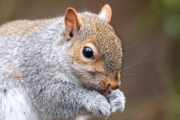 Obraz premium Close Up Grey Squirrel Eating a nut