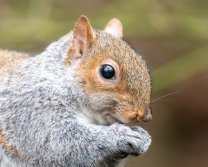 Close Up Grey Squirrel Eating a nut
