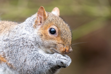 Obraz premium Close Up Grey Squirrel Eating a nut