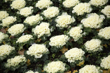 Ornamental cabbage