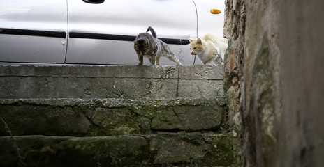 Street cats eating