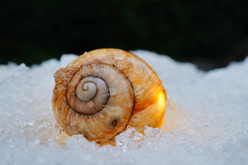 Weinbergschneckenhaus im Schnee
