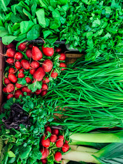 lots of ripe radish vegetables, salad, green onions for eating