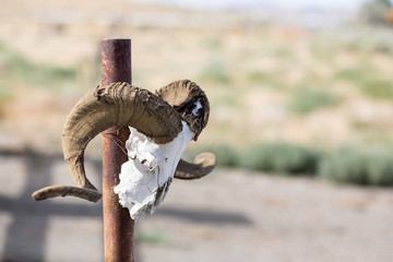 Sign post topped by a big horn sheep's head skull