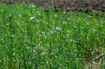 Farm Field of beautiful flax seed plants and flowers, Agriculture field.