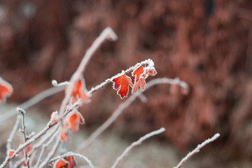 Winter frozen leaves