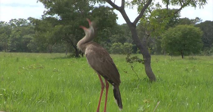Red-legged Seriema, Brazil: The River of the Dead, Xingu River, the Pantanal, Mato Grosso, Amazon Rainforest, Amazon River, Northern Brazil, Brazil