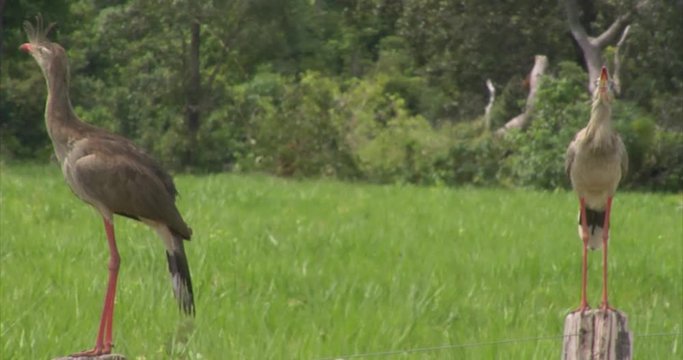 Red-legged Seriema, Brazil: The River of the Dead, Xingu River, the Pantanal, Mato Grosso, Amazon Rainforest, Amazon River, Northern Brazil, Brazil